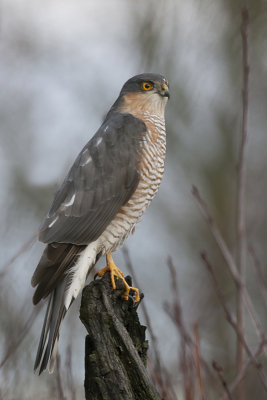 Sparrowhawk male- Spurvehg  - Accipiter nisus