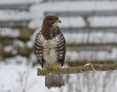 Common Buzzard - Musvge - Buteo buteo