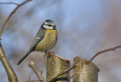 Blue Tit - Blåmejse - Parus caeruleus