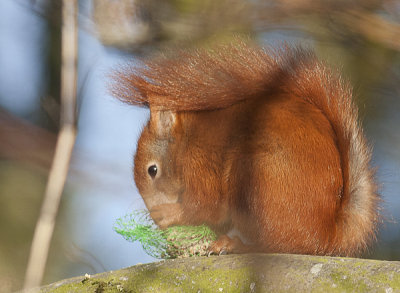 Red Squirrel - Egern - Sciurus vulgaris