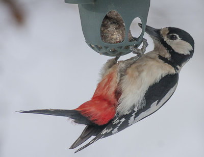Great Spotted Woodpecker - Stor Flagspaette - Dendrocopos major