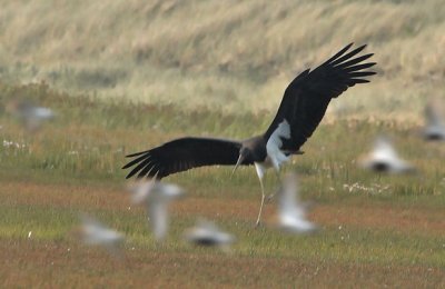 Black Stork - Sort Stork - Ciconia nigra