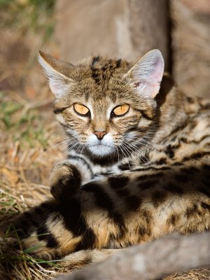 Black Footed Cats