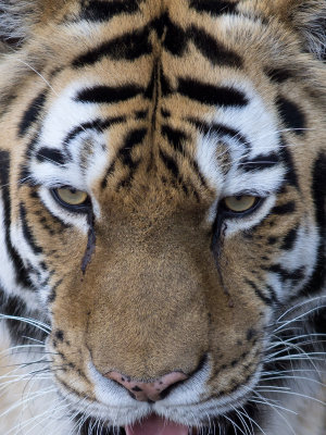 Tiger zoom.jpg