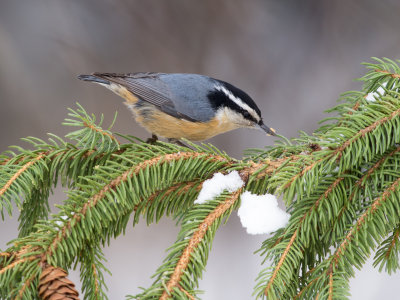 Red Breasted Nuthatch.