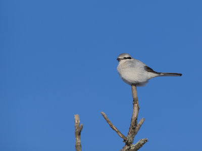 Northern Shrike.