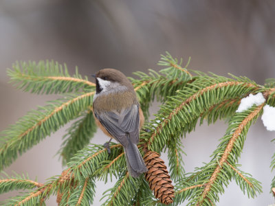 Boreal Chickadee.