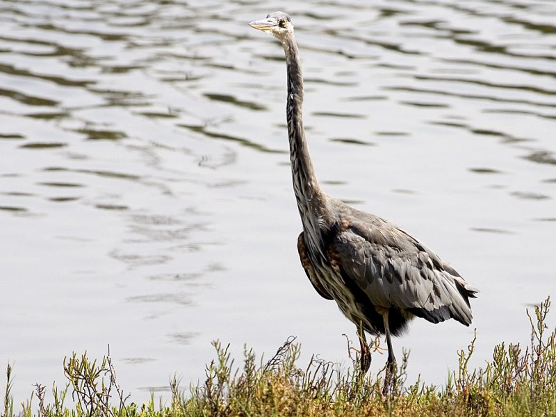 GBH
