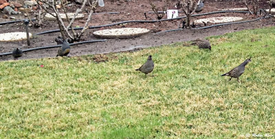 Quail Crossing