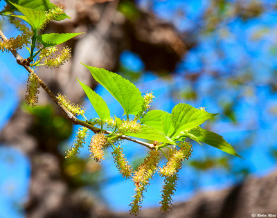 Spring on Verano Drive