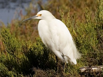 Snowy Egret