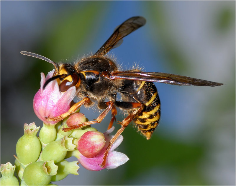 Median Wasp