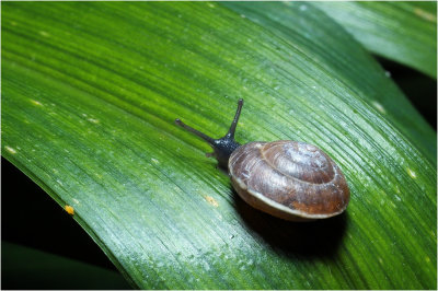 Snail Highway