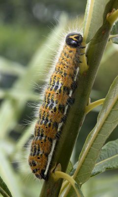 Buff Tip larva on Willow