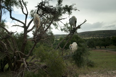 130304-008-Maroc-argan.jpg