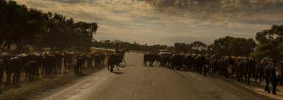 Cattle drovers on the Long Paddock