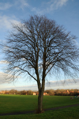 4 January: Tree!