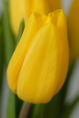 16 January: Yellow Tulips
