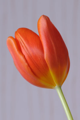 22 January: Tulip