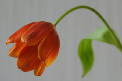 24 January: Drooping Tulip