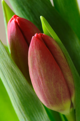 2 February: More Tulips!