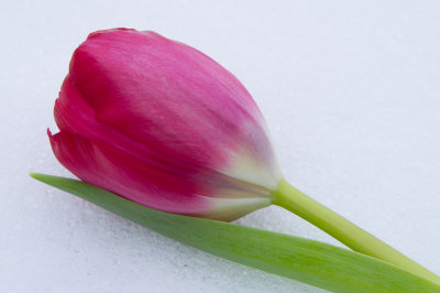 5 February: Tulip in the Snow