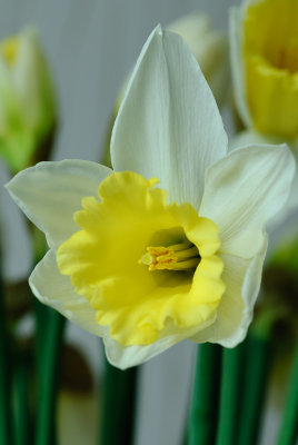13 February: Daffodil