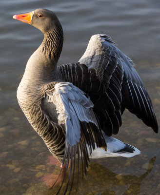 18 February: Grey Lag Goose