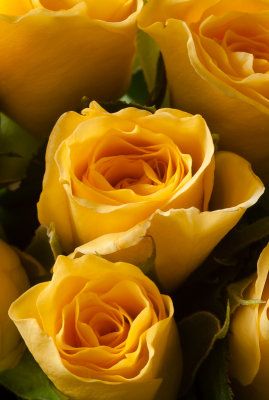 1 March: Miniature Yellow Roses