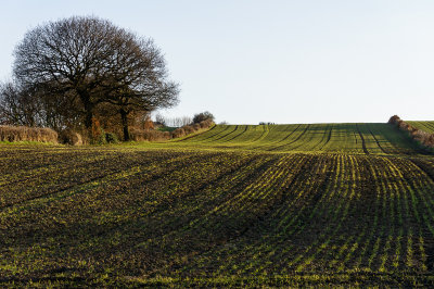 2 March: Crops are Growing