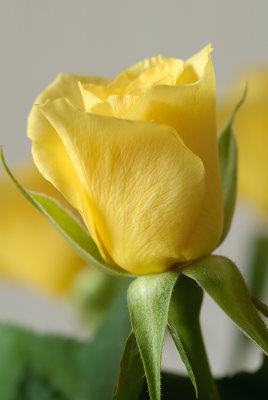 3 March: Yellow Rose