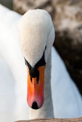 5 March: Swan