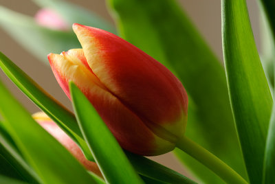 19 March: Tulips