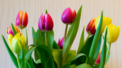 21 March: Rainbow Tulips