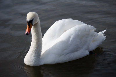 31 March: Swan