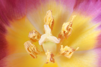 8 April: Tulip