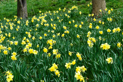26 April: Daffodils