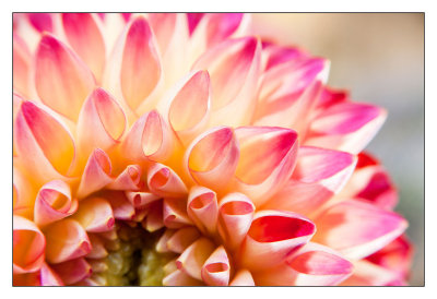 It's a Dahlia