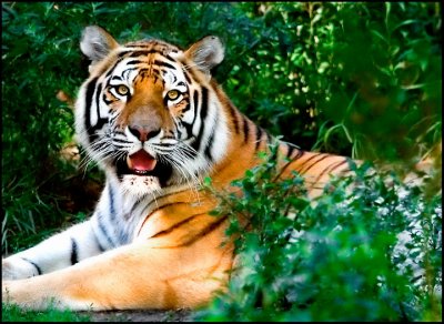 In the Brush