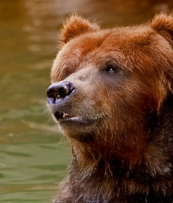 Grizzly