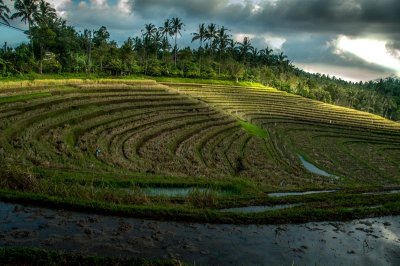 ricefields  bali