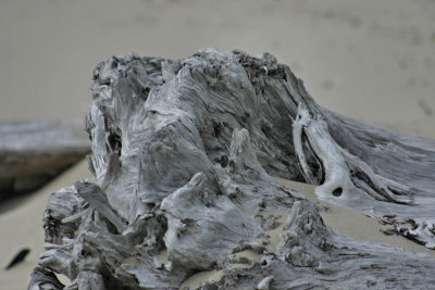 Driftwood Wind  Fog.jpg