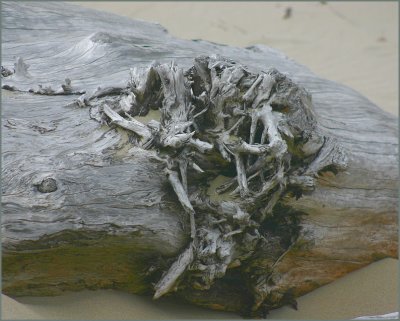 Driftwood Wind  Fog2.jpg