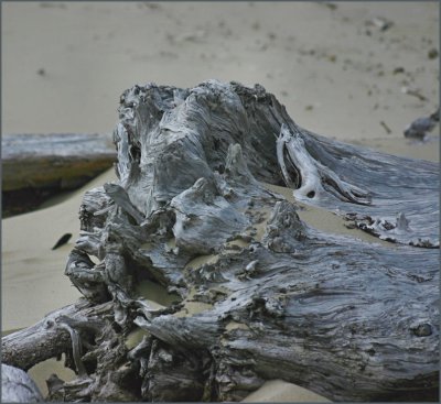 Driftwood Wind  Fog3.jpg