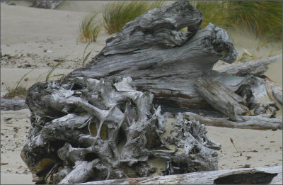 Driftwood Wind  Fog6.jpg
