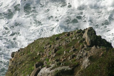 Heceta-Head-Rocks-12.JPG