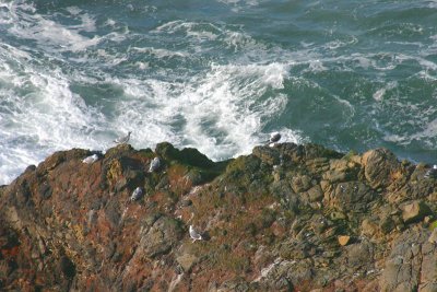 Heceta-Head-Rocks-18.JPG