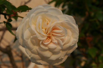 Rose d'Avril au lever du soleil