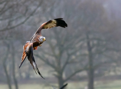 Red Kite in the Rain.jpg