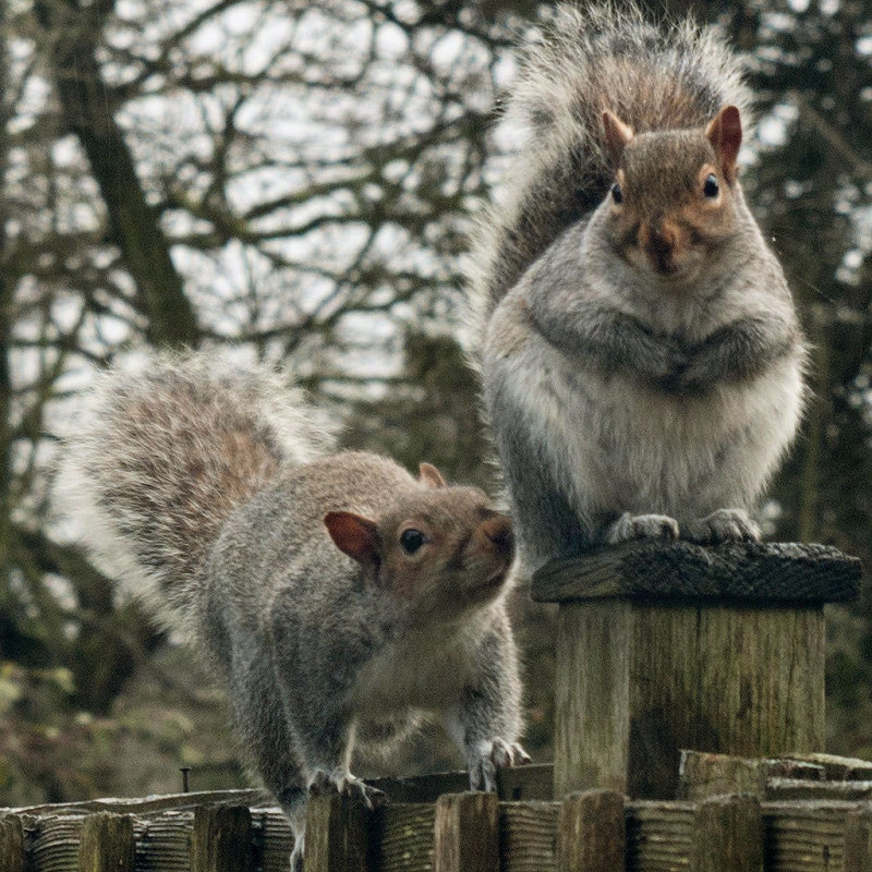2013Jan - Two optimistic squirrels